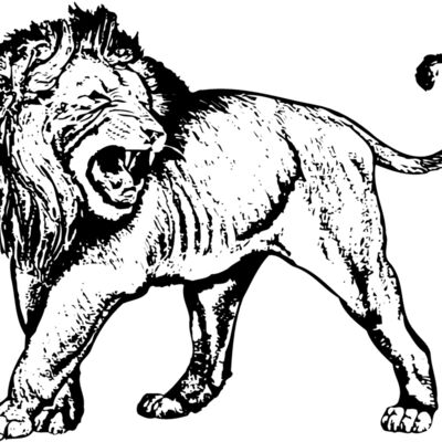 LION007 Thumbnail