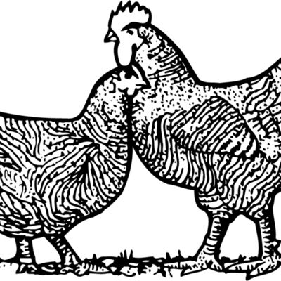 Birds Thumbnail