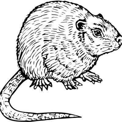 Mice Thumbnail