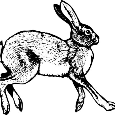 Rabbit Thumbnail