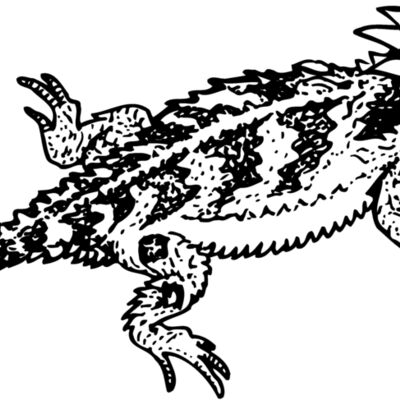 Reptile Thumbnail