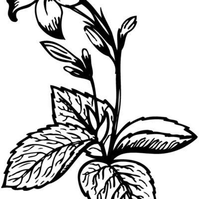 Flowers Thumbnail