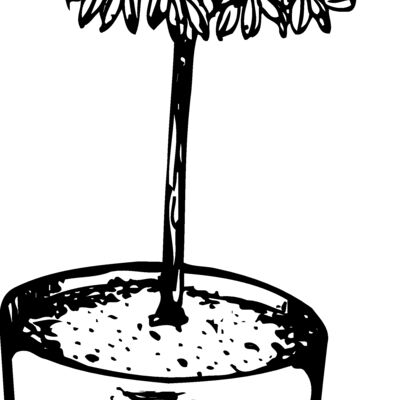 Trees Thumbnail